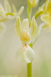 Orchis provincialis / Provence Knabenkraut / Provence orchid