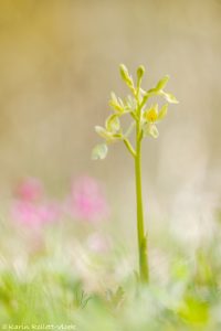 Orchis provincialis / Provence Knabenkraut / Provence orchid