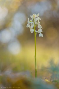 Orchis provincialis / Provence Knabenkraut / Provence orchid