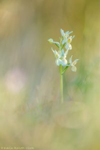 Orchis provincialis / Provence Knabenkraut / Provence orchid