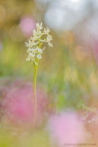 Orchis provincialis / Provence Knabenkraut / Provence orchid