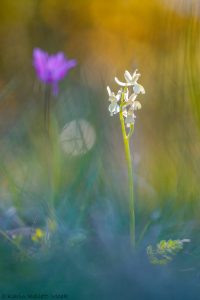 Orchis provincialis / Provence Knabenkraut / Provence orchid