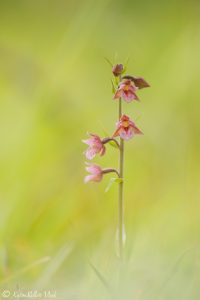 Epipactis x pupplingensis(Epipactis atrorubens x palustris)