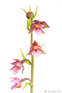 Epipactis x pupplingensis(Epipactis atrorubens x palustris)