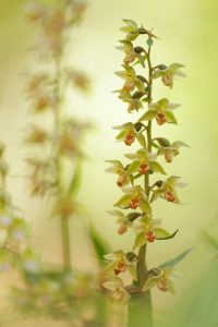 Epipactis purpurata / Violetter Stendelwurz / Violet helleborine