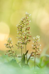 Epipactis purpurata / Violetter Stendelwurz / Violet helleborine