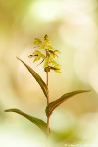 Epipactis purpurata / Violetter Stendelwurz / Violet helleborine