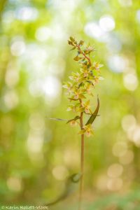 Epipactis purpurata / Violetter Stendelwurz / Violet helleborine