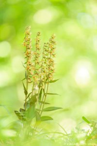 Epipactis purpurata / Violetter Stendelwurz / Violet helleborine