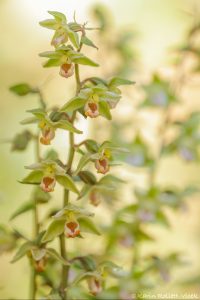 Epipactis purpurata / Violetter Stendelwurz / Violet helleborine