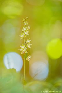 Epipactis purpurata / Violetter Stendelwurz / Violet helleborine