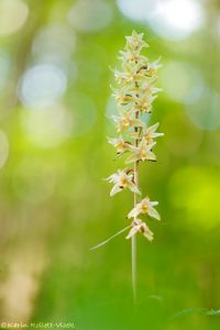 Epipactis purpurata / Violetter Stendelwurz / Violet helleborine