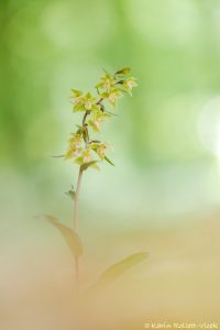 Epipactis purpurata / Violetter Stendelwurz / Violet helleborine