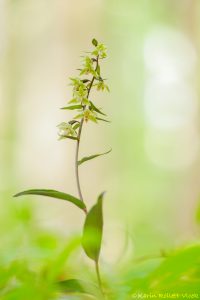 Epipactis purpurata / Violetter Stendelwurz / Violet helleborine