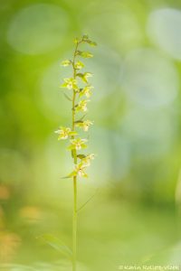 Epipactis purpurata / Violetter Stendelwurz / Violet helleborine