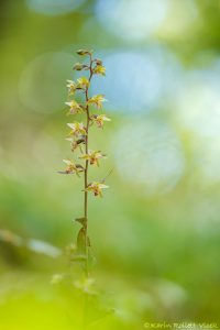 Epipactis purpurata / Violetter Stendelwurz / Violet helleborine