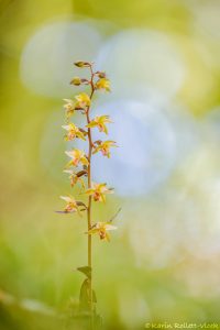 Epipactis purpurata / Violetter Stendelwurz / Violet helleborine