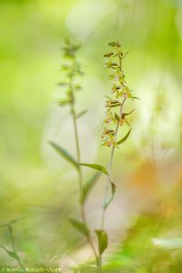 Epipactis purpurata / Violetter Stendelwurz / Violet helleborine