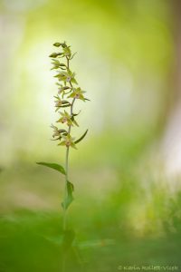 Epipactis purpurata / Violetter Stendelwurz / Violet helleborine