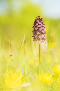 Orchis purpurea / Purpur-Knabenkraut / Lady Orchid