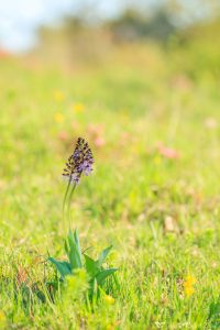 Orchis purpurea / Purpur-Knabenkraut / Lady Orchid