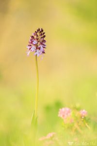 Orchis purpurea / Purpur-Knabenkraut / Lady Orchid