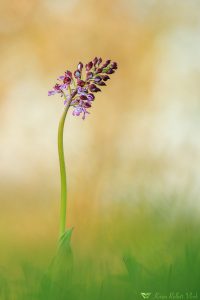 Orchis purpurea / Purpur-Knabenkraut / Lady Orchid