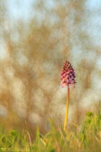 Orchis purpurea / Purpur-Knabenkraut / Lady Orchid