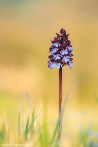 Orchis purpurea / Purpur-Knabenkraut / Lady Orchid