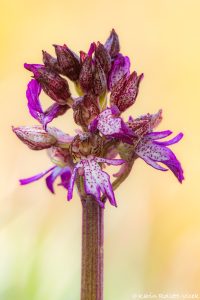 Orchis purpurea / Purpur-Knabenkraut / Lady Orchid