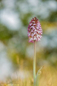 Orchis purpurea / Purpur-Knabenkraut / Lady Orchid