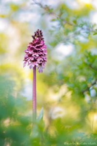 Orchis purpurea / Purpur-Knabenkraut / Lady Orchid