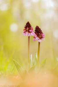 Orchis purpurea / Purpur-Knabenkraut / Lady Orchid