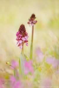 Orchis purpurea / Purpur-Knabenkraut / Lady Orchid