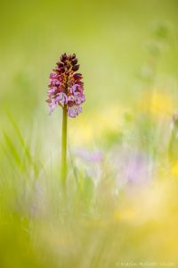 Orchis purpurea / Purpur-Knabenkraut / Lady Orchid