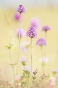 Anacamptis pyramidalis / Pyramiden-Hundswurz / Pyramid orchid