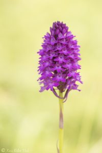 Anacamptis pyramidalis / Pyramiden-Hundswurz / Pyramid orchid