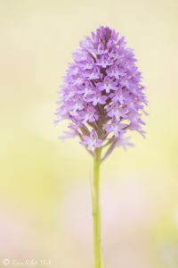 Anacamptis pyramidalis / Pyramiden-Hundswurz / Pyramid orchid