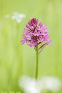 Anacamptis pyramidalis / Pyramiden-Hundswurz / Pyramid orchid