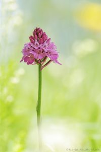 Anacamptis pyramidalis / Pyramiden-Hundswurz / Pyramid orchid