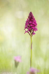 Anacamptis pyramidalis / Pyramiden-Hundswurz / Pyramid orchid