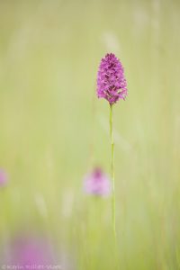 Anacamptis pyramidalis / Pyramiden-Hundswurz / Pyramid orchid