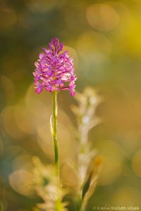 Anacamptis pyramidalis / Pyramiden-Hundswurz / Pyramid orchid