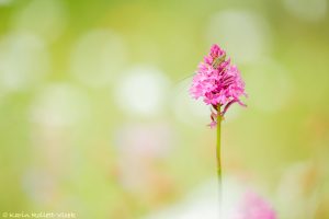 Anacamptis pyramidalis / Pyramiden-Hundswurz / Pyramid orchidMontenegro 2024