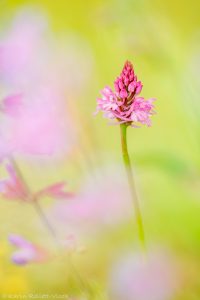 Anacamptis pyramidalis / Pyramiden-Hundswurz / Pyramid orchidMontenegro 2024