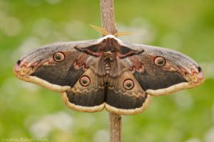 Saturnia pyri / Wiener Nachtpfauenauge / Large emperor moth