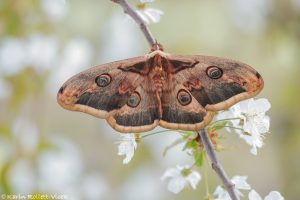 Saturnia pyri / Wiener Nachtpfauenauge / Large emperor moth