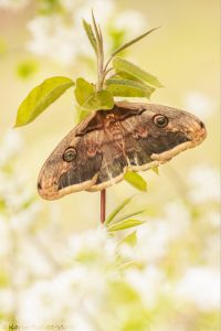 Saturnia pyri / Wiener Nachtpfauenauge / Large emperor moth