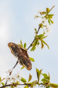 Saturnia pyri / Wiener Nachtpfauenauge / Large emperor moth