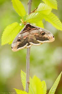 Saturnia pyri / Wiener Nachtpfauenauge / Large emperor moth